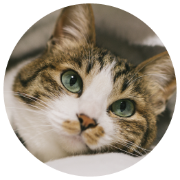 千歳市でペット葬儀のことなら